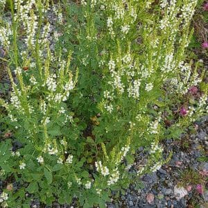 Valkomesikkä (Melilotus albus) – Vit sötväppling – valkoiset kukinnot ja vihreät lehdet.