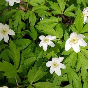 Valkovuokko (Anemone nemorosa, Vitsippa) – keväinen valkoinen luonnonkukka.