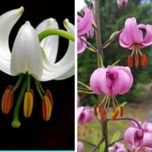 Varjolilja (Lilium martagon) valkoisena ja vaaleanpunaisena esitettynä vierekkäin.