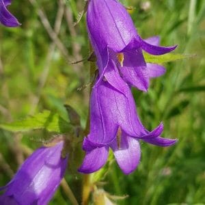 Varsankello (Campanula trachelium) – purppuranvioletti kukka lähikuvassa vihreää taustaa vasten.