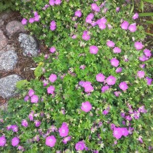 Verikurjenpolvi (Geranium sanguineum), kirkkaan violetit kukat ja tiheä, matala lehdistö kivien lomassa.