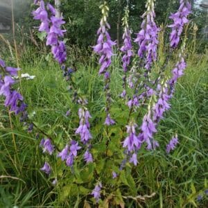 Vuohenkello (Campanula rapunculoides) kukkii runsaasti vaaleanvioletein kukin luonnonmukaisella niityllä.