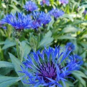 Vuorikaunokki (Centaurea montana) – Lähikuva sinisistä vuorikaunokin kukista vihreiden lehtien keskellä.