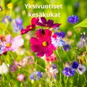 Yksivuotisia kesäkukkia, kuten kosmoskukkia, tsinnioita ja unikoita, vihreän nurmen keskellä.