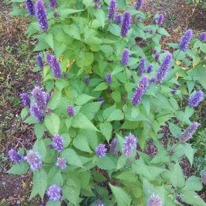 Yrtti-iiso (Agastache foeniculum, Anisört) – violetit kukinnot ja tuoksuva lehdistö, houkuttelee pölyttäjiä.